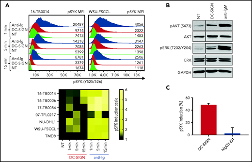 DC-SIGN mediates low-level antigen-independent signaling in sIg-Mann+ cells. (A) The histograms show SYK phosphorylation at Y525/526 in a representative sIg-Mann+ primary sample (16-TB0014) and in the WSU-FSCCL cell line after stimulation with DC-SIGN (red), anti-Ig (blue), or no treatment (green) (top). Geometric mean fluorescence intensity (MFI) levels of pSYK are shown for each condition. Heat-map of DC-SIGN–mediated and anti-Ig–mediated signaling in all cell lines and primary samples analyzed at 1, 5, and 15 minutes. MFI of pSYK after stimulation was normalized with pSYK MFI of the untreated (NT) sample at the respective time point (NT sample was normalized to 1) (bottom). The statistical difference between DC-SIGN and anti-Ig stimulation was significant at each time point (P = .03; Wilcoxon signed-rank test). (B) Immunoblotting of AKT phosphorylation at S473 and ERK phosphorylation at T202/Y204 in the primary DLBCL sample 17-TB0084 after exposure to DC-SIGN or anti-IgM or left untreated (NT) for 15 minutes. Glyceraldehyde-3-phosphate dehydrogenase (GAPDH) was used as the loading control. (C) Soluble recombinant DC-SIGN was incubated with 500 nM hIgG1-D1 before treating NU-DHL1 cells. Phosphorylation of SYK at Y525/526 was measured by flow cytometry. Data are represented as the mean ± standard error of the mean (SEM) of 3 independent experiments. Supplemental Tables 6 and 7 provide sIg characteristics and DC-SIGN binding of the primary samples and cell lines.