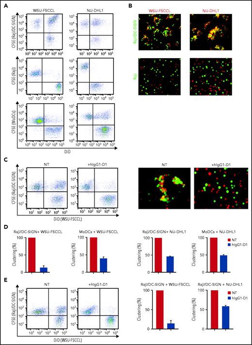 The specific interaction of sIg-Mann+ lymphoma cells and DC-SIGN–expressing cells. (A-B) sIg-Mann+ lymphoma cells form clusters round DC-SIGN–expressing cells. (A) Flow cytometry analysis of clustering between sIg-Mann+ DLBCL lines (WSU-FSCCL or NU-DHL1) and Raji/DC-SIGN cells (top), parental Raji cells (middle), or MoDCs (bottom). (B) Inverted fluorescence microscopy images of clustering between sIg-Mann+ DLBCL lines (WSU-FSCCL or NU-DHL1) and either Raji/DC-SIGN (top) or Raji cells (bottom). (C-E) The interaction of sIg-Mann+ lymphoma cells and DC-SIGN–expressing cells is specifically inhibited or interrupted by the anti-DC-SIGN antibody hIgG1-D1. (C-D) Raji/DC-SIGN or MoDCs were treated with 10 nM hIgG1-D1 or left untreated (NT), before coculture with WSU-FSCCL or NU-DHL1. (C) Clustering of WSU-FSCCL with Raji/DC-SIGN was determined by flow cytometry (left) and inverted fluorescence microscopy (right). (D) Percent of clustering, as determined by flow cytometry in the presence or absence of hIgG1-D1 was calculated as (double-positive population) × 2/(2 × double-positive population + single-positive carboxyfluorescein diacetate succinimidyl ester (CFSE) + single-positive DiD). (E) Raji/DC-SIGN cells were cultured with WSU-FSCCL or NU-DHL1 for 30 minutes. HIgG1-D1 (10 nM) or medium (NT) was subsequently added to the coculture, and clustering was measured after 2 hours by flow cytometry. Clustering with WSU-FSCCL is shown. Data are represented as mean ± SEM of at least 2 independent experiments.