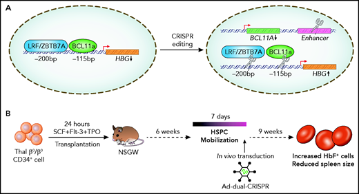 Regulation of γ globin production in humans. (A) At birth, LRF/ZBTB7A and BCL11A bind at cis regulatory regions at HBG (−200 bp and −115 bp from the promoter) to repress γ globin production. Combined CRISPR-Cas9 editing of the BCL11A enhancer, and LRF/ZBTB7A or BCL11A binding sites, to derepress γ globin production. (B) In vivo transduction of human CD34+ cells, from patients with β-thalassemia engrafted in NSGW mice, with a dual sgRNA–containing adenoviral vector.