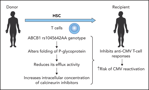 A genetic variant in the ABCB1 gene (rs1045642 AA) in the donor results in an increased risk of CMV reactivation. Professional illustration by Patrick Lane, ScEYEnce Studios.