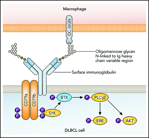 Model of lectin-mediated BCR signaling in DLBCL. Somatic mutations in the IGV region genes of DLBCL (mostly in the complementarity-determining regions) generate motifs for the addition of N-linked glycans. The BCRs carry unusual oligomannose glycans. These can be bound by DC-SIGN and perhaps additional lectins that are expressed by macrophages in the lymphoma microenvironment. Binding of DC-SIGN to the modified BCRs causes signaling that involves phosphorylation of SYK and factors farther downstream, finally leading to activation of ERK and AKT, which have prosurvival effects on the lymphoma cells. Modified from Strout et al.10 Professional illustration by Patrick Lane, ScEYEnce Studios.