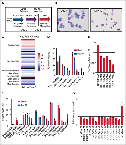 Terminal erythroid maturation is associated with loss of histone PTM associated with active transcriptional elongation. (A) Schematic demonstrating CD36 erythroid synchronization culture system. CD34-positive cells are expanded for 7 days before CD36 selection. CD36-positive cells are cultured for an additional 11 days allowing for terminal erythroid maturation. (B) Cytospins of cells at day 7 and day 10 of terminal erythroid maturation. (C) Heat map of changes in histone abundance during terminal erythroid maturation as determined by mass spectrometry. Values represent log2 fold change of day 10 compared with day 7 of terminal erythroid maturation. (D) Abundance of histone modifications associated with active transcription by RNA polymerase II on day 7 and day 10 of terminal maturation. (E) Fold change of transcription related histone marks at day 10 relative to day 7. (F) Abundance of histone methylation PTM at day 7 and day 10 of terminal maturation. Only histone PTM present at greater than 1% abundance are shown. (G) Fold change of histone methylation at day 10 relative to day 7. (H) Abundance of histone PTMs associated with heterochromatin at day 7 and day 10 of terminal maturation. Only histone PTMs with an abundance greater than 1% are shown. (I) Fold change of heterochromatin-associated PTMs at day 10 relative to day 7. (J) Abundance of histone acetylation at day 7 and day 10 of terminal maturation. Only histone PTMs with an abundance greater than 1% are shown. (K) Fold change of histone acetylation marks at day 10 relative to day 7. The data in this figure represent 2 biologic and 6 technical replicates. Error bars represent standard error of the mean.