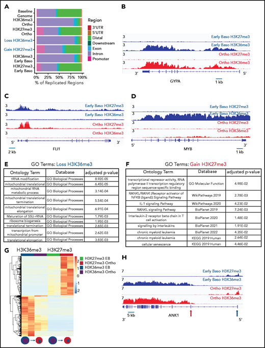 Genomic regions that lose the elongation mark HK36me3 do not gain the heterochromatin mark H3K27me3. (A) Genomic distribution of H3K36me3 and H3K27me3 in intermediate (early basophilic erythroblasts) and late (orthochromatic) erythroblasts relative to known genomic features. Early and late erythroblasts for these studies were sorted from CD34+ cultures based on cell surface marker expression. The antibody used for these experiments cannot distinguish different isoforms of histone H3. (B-D) Occupancy of H3K36me3 and H3K27me3 in indicated erythroid populations at the glycophorin A (GYPA; B), FLI1 (C), and MYB (D) loci. (E) Gene ontogeny terms associated with regions that lose H3K36me3 during maturation. (F) Gene ontogeny terms associated with regions that gain H3K27me3 during maturation. (G) Heatmap depicting hierarchically clustered and z-score normalized differentially bound regions identified through maturation (basophilic erythroblast to orthochromatic erythroblast) for H3K36me3 and H3K27me3. (H) Occupancy of H3K36me3 and H3K27me3 in indicated erythroid populations at the Ankryin1 locus. Red arrow depicts erythroid ankyrin promoter and black arrow depicts the neural ankyrin promoter.