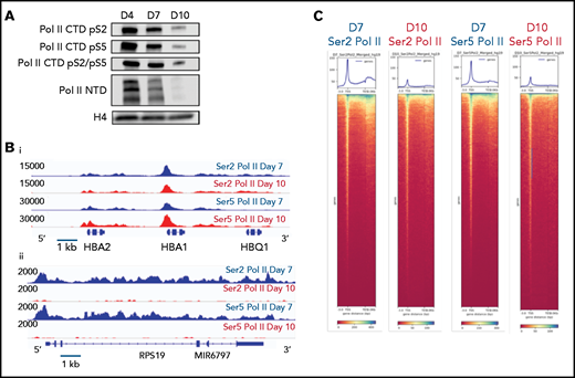 Dynamic changes in RNA polymerase II occupancy during terminal maturation. (A) Western blot demonstrating levels of serine 2 phosphorylated (Ser2), serine 5 phosphorylated (Ser5), and total RNA polymerase II (Pol II) in day 4, day 7, and day 10 cells from the erythroid culture shown in Figure 1A. Histone H4 is used as a loading control. (B) Ser2 and Ser 5 Pol II occupancy at the α globin gene (i) and RPS19 (ii) gene in intermediate (day 7) and late (day 10) erythroblasts from the culture system shown in Figure 1A. (C) Heatmap depicting occupancy of Ser2 and Ser5 Pol II intermediate (Day 7) and late (Day 10) erythroblasts as determined by cut and tag. (D) Gene ontogeny analyses via GREAT of the top 1000 regions of Ser2 and Ser5 Pol II occupancy in intermediate (day 7) and late (day 10) erythroblasts. (E) Chromatin changes associated with loss of Ser2 Pol II occupancy during maturation. The heatmaps are ordered according to Ser2 Pol II occupancy in day 7 cells. (F) Changes in chromatin accessibility, Ser2 Pol II, Ser5 Pol II, H3K36me3 and H3K27me3 occupancy at the MYC locus during erythroid maturation.