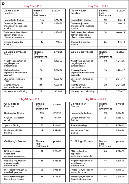 Dynamic changes in RNA polymerase II occupancy during terminal maturation. (A) Western blot demonstrating levels of serine 2 phosphorylated (Ser2), serine 5 phosphorylated (Ser5), and total RNA polymerase II (Pol II) in day 4, day 7, and day 10 cells from the erythroid culture shown in Figure 1A. Histone H4 is used as a loading control. (B) Ser2 and Ser 5 Pol II occupancy at the α globin gene (i) and RPS19 (ii) gene in intermediate (day 7) and late (day 10) erythroblasts from the culture system shown in Figure 1A. (C) Heatmap depicting occupancy of Ser2 and Ser5 Pol II intermediate (Day 7) and late (Day 10) erythroblasts as determined by cut and tag. (D) Gene ontogeny analyses via GREAT of the top 1000 regions of Ser2 and Ser5 Pol II occupancy in intermediate (day 7) and late (day 10) erythroblasts. (E) Chromatin changes associated with loss of Ser2 Pol II occupancy during maturation. The heatmaps are ordered according to Ser2 Pol II occupancy in day 7 cells. (F) Changes in chromatin accessibility, Ser2 Pol II, Ser5 Pol II, H3K36me3 and H3K27me3 occupancy at the MYC locus during erythroid maturation.