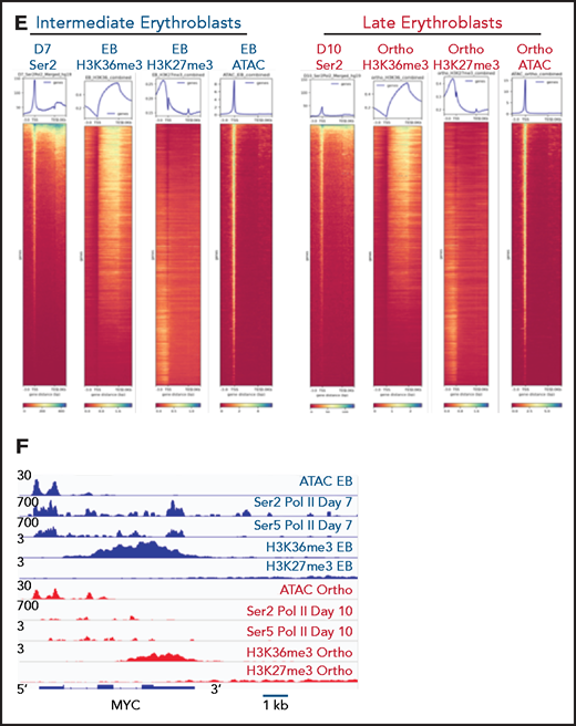 Dynamic changes in RNA polymerase II occupancy during terminal maturation. (A) Western blot demonstrating levels of serine 2 phosphorylated (Ser2), serine 5 phosphorylated (Ser5), and total RNA polymerase II (Pol II) in day 4, day 7, and day 10 cells from the erythroid culture shown in Figure 1A. Histone H4 is used as a loading control. (B) Ser2 and Ser 5 Pol II occupancy at the α globin gene (i) and RPS19 (ii) gene in intermediate (day 7) and late (day 10) erythroblasts from the culture system shown in Figure 1A. (C) Heatmap depicting occupancy of Ser2 and Ser5 Pol II intermediate (Day 7) and late (Day 10) erythroblasts as determined by cut and tag. (D) Gene ontogeny analyses via GREAT of the top 1000 regions of Ser2 and Ser5 Pol II occupancy in intermediate (day 7) and late (day 10) erythroblasts. (E) Chromatin changes associated with loss of Ser2 Pol II occupancy during maturation. The heatmaps are ordered according to Ser2 Pol II occupancy in day 7 cells. (F) Changes in chromatin accessibility, Ser2 Pol II, Ser5 Pol II, H3K36me3 and H3K27me3 occupancy at the MYC locus during erythroid maturation.