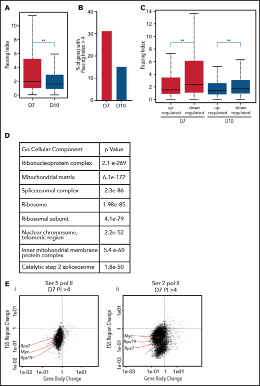The pausing index changes during terminal maturation and is associated with transcriptional repression. (A) Pausing index in day 7 and day 10 cells, as determined by Ser5 Pol II ChIP-seq. Similar results were obtained with Ser5 and Ser2 cut and tag (supplemental Figure 11). ** P < 2.2e-16. (B) Percent of genes with pausing index >4 in day 7 and day 10 cells, determined by analyses of Ser5 Pol II ChIP-seq. (C) Pausing index at upregulated and downregulated genes at day 7 and day 10, determined by analyses of Ser5 Pol II ChIP-seq. (D) Pathway analyses of downregulated genes with pausing index >4. (E) Quadrant plots showing the change in Ser 2 Sol II and Ser 5 Pol II occupancy at the promoter and gene body as cells mature from day 7 to day 10. The plots show genes that have a pausing index >4 in day 7 cells, with Ser5 Pol II (i) and Ser2 Pol II (ii). (F) Changes in Ser2 Pol II and Ser5 Pol II occupancy at the RPS7 locus, which has a PI >4 at day 7, during erythroid maturation. Black arrow denotes the promoter. (G) Quadrant plots showing the change in Ser2 and Ser5 Pol II occupancy at the promoter and gene body for all genes during maturation, with the location of erythroid specific genes highlighted. (H) Changes in Ser2 Pol II and Ser 5 Pol II occupancy at the GYPA locus, which is a highly expressed gene during erythroid maturation, and maintains high levels of Ser2 Pol II and Ser5 Pol II. Black arrow denotes the promoter. **P < 0.2.2e-16.