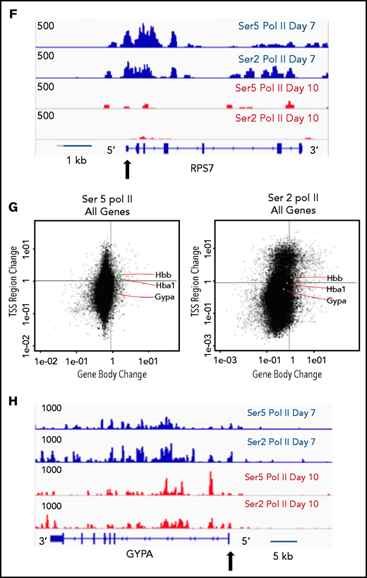 The pausing index changes during terminal maturation and is associated with transcriptional repression. (A) Pausing index in day 7 and day 10 cells, as determined by Ser5 Pol II ChIP-seq. Similar results were obtained with Ser5 and Ser2 cut and tag (supplemental Figure 11). ** P < 2.2e-16. (B) Percent of genes with pausing index >4 in day 7 and day 10 cells, determined by analyses of Ser5 Pol II ChIP-seq. (C) Pausing index at upregulated and downregulated genes at day 7 and day 10, determined by analyses of Ser5 Pol II ChIP-seq. (D) Pathway analyses of downregulated genes with pausing index >4. (E) Quadrant plots showing the change in Ser 2 Sol II and Ser 5 Pol II occupancy at the promoter and gene body as cells mature from day 7 to day 10. The plots show genes that have a pausing index >4 in day 7 cells, with Ser5 Pol II (i) and Ser2 Pol II (ii). (F) Changes in Ser2 Pol II and Ser5 Pol II occupancy at the RPS7 locus, which has a PI >4 at day 7, during erythroid maturation. Black arrow denotes the promoter. (G) Quadrant plots showing the change in Ser2 and Ser5 Pol II occupancy at the promoter and gene body for all genes during maturation, with the location of erythroid specific genes highlighted. (H) Changes in Ser2 Pol II and Ser 5 Pol II occupancy at the GYPA locus, which is a highly expressed gene during erythroid maturation, and maintains high levels of Ser2 Pol II and Ser5 Pol II. Black arrow denotes the promoter. **P < 0.2.2e-16.