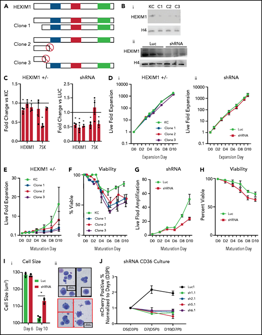 HEXIM1 disruption impairs erythroid cell proliferation and viability. (A) Schematic demonstrates the genetic mutations in the alleles of HEXIM1 for the 3 clonal KITCAT cell lines. (B) Western blot showing HEXIM1 protein levels in KITKAT HEXIM1 ± and KITCAT control lines (KC; i). Western blot showing HEXIM1 protein levels in HUDEP2 cells expressing shRNA targeting HEXIM1 (ii). For both blots, H4 is used as a loading control. (C) HEXIM1 and 7SK levels in KITKAT HEXIM1 ± lines and HUDEP2 cell lines expressing pooled shRNA targeting HEXIM1 or luciferase control. (D) Live fold expansion of clonal HEXIM1 ± mutant lines (i) and shRNA HEXIM1 lines (ii) in expansion conditions. (E) Live fold expansion of HEXIM1 ± mutant lines in maturation conditions. (F) Viability of clonal HEXIM1 ± mutant lines in maturation conditions. (G) Live fold expansion of HUDEP2 lines expressing shRNA targeting HEXIM1 in maturation conditions. (H) Viability of HUDEP2 lines expressing shRNA targeting HEXIM1 in maturation conditions. (I) Imaging flow cytometric quantification of cell size (i) and representative cytospins (ii). (J) Live fold expansion of cells expressing indicated mCherry-HEXIM1 shRNA or luciferase control. Cells were transduced on day 3 (D3) following CD36 selection in the CD34+ erythroid culture system shown in Figure 1A. Data are presented as % of mCherry positive cells relative to day 3 after infection (D3PI). Error bars for all figures represent standard error of the mean of 3 independent cultures. *P < .05 compared with control.