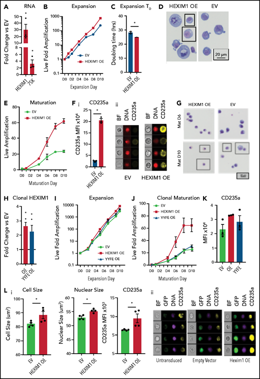 HEXIM1 OE promotes erythroid expansion. (A) HEXIM1 and 7SK levels in HUDEP2 cultures with OE of HEXIM1. (B) Live fold expansion HEXIM1 OE and EV control cultures in expansion conditions. (C) Quantified doubling time for HEXIM1 OE compared with empty vector. (D) Cytosopins of HEXIM1 OE and EV cultures. (E) Live fold expansion HEXIM1 OE and EV control cultures in maturation conditions. (F) Quantification of CD235a levels in HEXIM1 OE and EV control cells on 4 days of maturation (i). Representative images from IDEAS software showing brightfield (BF), DNA (DRAQ5 staining), and CD235a (GYPA) staining (ii). (G) Cytopsins of HEXIM1 OE and EV cultures on day 6 and day 10 of maturation. (H) Expression of HEXIM1 in clonal lines of HUDEP2 cells expressing EV, WT HEXIM1, or HEXIM1 containing 2 amino acid substitutions: Y271F and Y274F (YYFF). (I) Live fold expansion of clonal lines expressing EV, WT HEXIM1, or YYFF HEXIM1 in expansion conditions. (J) Live fold expansion for indicated lines in maturation conditions. (K) CD235a levels in indicated populations. (L) Imaging flow cytometric analyses of HEXIM1 OE and EV cells following HEXIM1 OE on day 3 of the CD34+ erythroid culture shown in Figure 1A. (i) Quantification of cell size, nuclear size, and CD235a expression. (ii) Representative images from Ideas software. *P < .05 compared with empty vector control line.