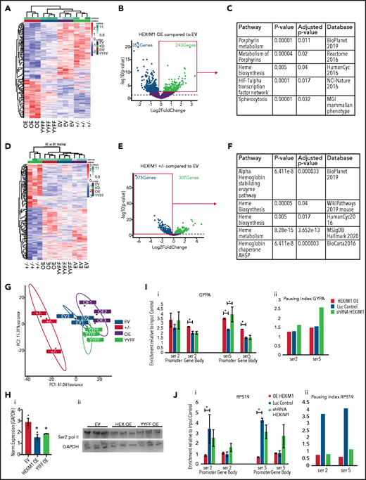 Hexim1 OE alters erythroid gene expression and RNA polymerase II phosphorylation. (A) Heatmap showing genes that are differentially expressed in HEXIM1 OE compared with empty vector (EV) control. (B) Volcano plot of genes differentially expressed in HEXIM1 OE compared with EV control. (C) Gene set enrichment analyses using the ENRICHR platform of genes upregulated in EV compared with control. (D) Heatmap showing genes that are differentially expressed in HEXIM1+/− crispr lines(+/−) compared with EV control. (E) Volcano plot of genes differentially expressed in HEXIM1+/− compared with EV control. (F) Gene set enrichment analyses using the ENRICHR platform of genes downregulated in HEXIM1+/− compared with control. (G). Principle component analyses of HEXIM1 OE, EV, YYFF, and ±RNA-seq studies. (H) Western blot showing Ser2 Pol II levels in EV, HEXIM1 OE, and YYFF lines (ii) with quantification (i). (I) ChIP-qPCR for Ser2 and Ser5 Pol II at the GYPA locus in HEXIM1 OE, EV, and shRNA lines. Ser2 and Ser5 Pol II occupancy at the promoter and gene body (i). Pausing index in indicated lines (ii). (J) ChIP-qPCR for Ser2 and Ser5 Pol II at the RPS19 locus in HEXIM1 OE, EV, and shRNA lines. Ser2 and Ser5 Pol II occupancy at the promoter and gene body (i). Pausing index is shown in the indicated lines (ii). *P < .05. Western blot data represent 3 independent blots of distinct cultures. ChIP-PCR data represent 2 to 3 biologic replicates.