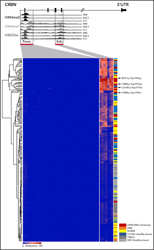 DNA methylation of the CRBN promoter and enhancer in MM patients and CD138+ plasma cells from healthy donors.CRBN has 2 regulatory regions, a 5' promoter (Prom.) and a 6039 bp downstream located active intronic enhancer (Enh.) region as shown in a UCSC plot of representative primary MM as well as naïve B cells from tonsil (NBCT) and plasma cells from tonsil (PCT) from healthy donors. DNA methylation was detected only in the enhancer region and accumulated in IMiD-resistant MM patients. Each line represents an individual sample, and each column represents a single CpG; blue encodes for an unmethylated state, red for a methylated state. The different study cohorts are marked by a second color code. UTR, untranslated region.