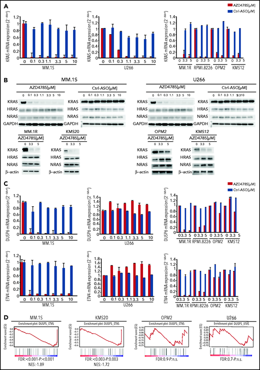 Selective and potent KRAS silencing in MM cells exposed to AZD4785. (A) Human KRAS, HRAS, and NRAS mRNA levels were evaluated by quantitative reverse transcription polymerase chain reaction (qRT-PCR) using the 2−ΔΔCt method, with normalization to glyceraldehyde-3-phosphate dehydrogenase (GAPDH), in MM.1S, U266, MM.1R, RPMI.8226, OPM2, and KMS12 cells after 48 hours of treatment with AZD4785 at the indicated concentrations. ASO control (ctrl)–treated cells were used as control. (B) MM.1S, U266, MM.1R, KMS20, OPM2, and KMS12 cells were cultured in the presence or absence of AZD4785 or ASO ctrl at the indicated concentrations for 48 hours. MM cells were then harvested, and cell lysates were subjected to western blot using anti-KRAS, -HRAS, -NRAS, and -GAPDH antibodies. (C) Human DUSP6 and ETV4 mRNA levels were evaluated by qRT-PCR using the 2−ΔΔCt method, with normalization to GAPDH, in MM.1S, U266, MM.1R, RPMI.8226, OPM2, and KMS12 cells after 48 hours of treatment with AZD4785 at the indicated concentrations. ASO ctrl–treated cells were used as ctrl. (D) MM.1S, KMS20, OPM2, and U266 cells were exposed to AZD4785 (0-3 μM) for 48 hours and subjected to wide transcriptome profiling. Significant inhibition of DUPS- and ETV-related gene sets was found in KRAS-mutated cells, as assessed by gene set enrichment analysis. Normalized enrichment score (NES) was generated by comparing AZD4785-treated vs untreated cells. NES, nominal P value, and false discovery rate (FDR) q value are reported for each plot. n.s., not significant.