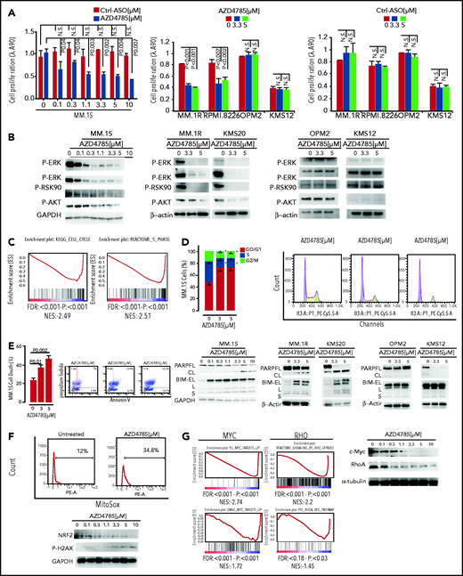 In vitro functional sequelae observed in MM cells exposed to AZD4785. (A) MM.1S, MM.1R, RPMI.8226, OPM2, KMS12, and U266 cells were exposed to AZD4785 or ASO control (ctrl) for 72 hours at the indicated concentrations. Cell proliferation was evaluated by CellTiter Glo. Average of triplicate experiments ± standard deviation (SD) is shown. (B) MM.1S cells were cultured in the presence or absence of AZD4785 (0-10 μM; 48 hours). MM.1R, KMS20, OPM2, and KMS12 cells were cultured in the presence or absence of AZD4785 or ASO ctrl at the indicated concentrations for 48 hours. MM cells were then harvested, and cell lysates were subjected to western blot using anti–p-ERK, –p-MEK, –p-RSK90, –p-AKT, and –glyceraldehyde-3-phosphate dehydrogenase (GAPDH) antibodies. (C) MM.1S cells were exposed to AZD4785 (3 μM) for 48 hours and subjected to wide transcriptome profiling, showing a significant inhibition of different cell cycle–related gene sets, as assessed by gene set enrichment analysis (GSEA). Normalized enrichment score (NES) was generated by comparing AZD4785-treated vs untreated cells. NES, nominal P value, and false discovery rate (FDR) q value are reported for each plot. (D) Cytofluorimetric analysis of cell cycle performed using AZD4785-treated MM.1S cells (48 hours). Average of triplicate experiments ± SD is shown. (E) Annexin V/proteasome inhibitor staining was performed using AZD4785-treated MM.1S cells (48 hours). Average of triplicate experiments ± SD is shown. MM.1S cells were cultured in the presence or absence of AZD4785 at the indicated concentrations for 48 hours. MM.1R, KMS20, OPM2, and KMS12 cells were cultured in the presence or absence of AZD4785 or ASO ctrl at the indicated concentrations for 48 hours. MM cells were then harvested, and cell lysates were subjected to western blot using anti-BIM, -PARP, -GAPDH, and –β-actin antibodies. (F) Cytofluorimetric analysis of mtROS production in MM1S cells exposed to AZD4785 (3 μM; 48 hours). MM.1S cells were cultured in the presence or absence of AZD4785 (0-10 μM; 48 hours). MM.1R, KMS20, OPM2, and KMS12 cells were cultured in the presence or absence of AZD4785 or ASO ctrl (0-10 μM; 48 hours). MM cells were then harvested, and cell lysates were subjected to western blot using anti-NRF2, –p-H2AX, and -GAPDH antibodies. (G) MM.1S cells were exposed to AZD4785 (0-3 μM) for 48 hours and subjected to wide transcriptome profiling, showing a significant inhibition of c-Myc– and ρ-related gene sets, as assessed by GSEA. NES was generated by comparing AZD4785-treated vs untreated cells. NES, nominal P value, and FDR q value are reported for each plot. MM.1S cells were cultured in the presence or absence of AZD4785 (0-10 μM; 48 hours). MM cells were then harvested, and cell lysates were subjected to western blot using anti–c-Myc, -RhoA, and –α-tubulin antibodies. n.s., not significant.
