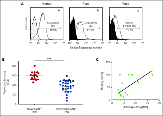 Maternal anti-CD36 antibodies crossed the placenta and caused thrombocytopenia and fetus death. (A) Flow cytometry analysis: (a) circulating anti-CD36 IgG from an immunized Cd36−/− mother (white curve) was analyzed by using normal mice sera as control (gray curve). (b) Circulating anti-CD36 in the pups’ serum was measured by using pups’ serum from the naive mother as control (black curve). (c) Anti-CD36 IgG bound to pups’ platelets (platelet-binding IgG) was analyzed by using normal pups’ platelets from the naive mother as control (dark gray curve). (B) Platelet counts of pups from naive and immunized Cd36−/− mothers were counted by flow cytometry using counting beads as standard. The pups’ platelets (29 among 46 survival pups) from Cd36−/− immunized mothers (cohort #3; n = 7) is significantly decreased compared with pups’ platelets (13 among 24 survival pups) from naive mothers (cohort #2; n = 3). Data are expressed as mean ± standard deviation. Significance (***P < .0001) was analyzed by using a two-tailed unpaired Student t test. (C) Sera from immunized Cd36−/− mothers (n = 16) were analyzed by using flow cytometry. The reactivity of anti-CD36 antibodies in each maternal serum as relative fluorescence intensity (geometric mean) related to the percentage of mortality (number of dead pups/total pups) in the respective mothers is presented. Significance was analyzed by Pearson analysis (P = .0189; 95% confidence interval, 0.1161-0.8349). MFI, median fluorescence intensity.