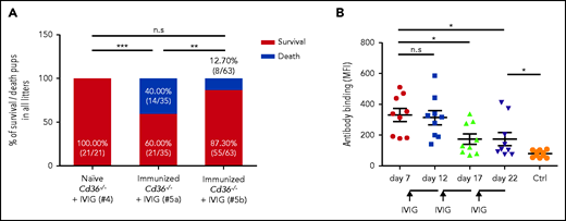 Early treatment with IVIG prevents FNAIT caused by maternal anti-CD36 antibodies. (A) Naive and immunized Cd36−/− female mice were bred with WT mice. During pregnancy, naive (cohort #4; n = 3) or immunized Cd36−/− mothers were treated with IVIG (1 g/kg) on days 10, 15, and 20 (cohort #5a; n = 7), or on days 7, 12, and 17 (cohort #5b; n = 9). High mortality of pups was observed in immunized mothers (cohort #5a) receiving IVIG on days 10, 15, and 20 compared with naive mothers (cohort #4) (P < .001). The number of dead pups was significantly decreased in immunized Cd36−/− mothers treated with IVIG 3 days earlier (cohort #5b), on days 7, 12, and 17 (P < .01). Significance was analyzed by using the χ2 test (**P < .01; ***P < .001). (B) Anti-CD36 antibodies in Cd36−/− immunized (cohort #5b; n = 9) were measured before (on day 7) and after (on days 12, 17, and 22) IVIG administrations by flow cytometry and are represented as median fluorescence intensity (MFI). Sera from naive mothers (Ctrl) were run as controls (n = 10). Data are expressed as mean ± standard deviation. Significance (*P < .05) was analyzed by using a two-tailed unpaired Student t test. n.s, not significant.