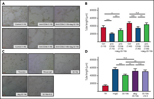 deg-32-106 prevented angiogenesis disturbance caused by the anti-CD36 antibodies. (A) HPVEC in Matrigel-coated wells were incubated with anti-CD36 sera (1:10, 1:40 dilution) in the absence or presence of deg-32-106. Diluted sera from naive mice were run as controls (control). (C) Thrombin (TR), 32-106, deg-32-106, or 32-106 together with mAb IV.3 against FcγRIIa was added to HPVEC as indicated. Mouse IgG was used as control. Scale bars, 100 µm. (B, D) Results from 3 experiments are presented. Data are expressed as mean ± standard deviation. Significance (*P < .05; **P < .005; and ***P < .0005) were analyzed by using a two-tailed unpaired Student t test.