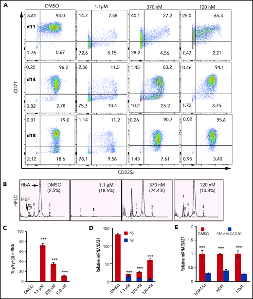 LSD1 inhibition activates γ-globin transcription but blocks erythroid differentiation. (A) Representative flow cytometry plots of human CD34+ HSPCs undergoing erythroid differentiation after 11, 14, and 18 days (d) in culture. Cells were treated with DMSO or with 1.1 μM, 370 nM, or 120 nM LSD1i (CCG050). Cells were monitored for CD71 and CD235a cell surface markers, whose acquisition reflect maturing erythroid differentiation stages.33 Numbers in each quadrant indicate the percentage of gated cells. Results are representative of experiments performed using CD34+ HSPCs from 2 healthy adult donors. (B) Representative HPLC chromatograms of day-18 cells cultured or not with CCG050 from panel A. HbF percentages are indicated in parentheses. (C) Percentage of γ-globin transcripts in total β-like (γ+β) globin mRNAs at day 14. (D) mRNA abundance of γ-globin and β-globin (normalized to OAZ1 internal control mRNA)15 at day 14. The γ-globin transcript abundance in DMSO-treated cells was arbitrarily set at 1. (E) Transcript levels of key erythroid TFs GATA1, KLF1, and TAL1 (normalized to OAZ1 mRNA) were reduced in day-14 cells treated with 370 nM LSD1i CCG050. Transcript levels of each mRNA in DMSO-treated cells were arbitrarily set at 1. Data are mean ± standard deviation from 3 replicates. ***P < .001, unpaired Student t test. h, human.