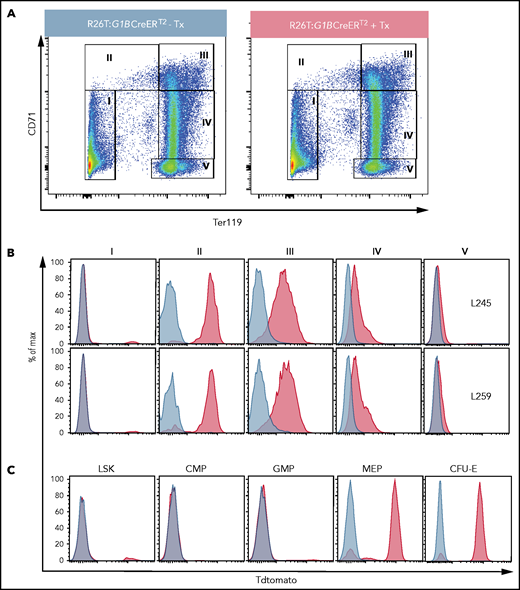 Inducible erythroid-specific G1BCreERT2 expression is initiated at the MEP stage. (A) Representative flow cytometry plots showing gating strategies for the anti-CD71 and anti-Ter119 antibodies used to identify progressively more mature erythroid cells (from stages II to V) among BM cells from untreated R26T:G1BCreERT2 line 259 mice (left panel) or R26T:G1BCreERT2 line 259 mice treated with 2 mg of Tx (2 mg for 5 times every other day; right panel). (B) Representative flow graphs showing TdTomato epifluorescence in cell fractions I through V (gated as in A) from vehicle-treated (blue graphs) or Tx-treated (red graphs) R26T:G1BCreERT2 murine transgenic line L245 (upper panels) or line L259 (lower panels) BM cells. (C) Representative flow graphs showing TdTomato epifluorescence in the BM LSK, CMP (Lin−cKit+Sca1−CD34+CD16/32−), GMP (Lin−cKit+Sca1−CD34+CD16/32+), MEP (Lin−cKit+Sca1−CD34−CD16/32−), and CFU-E (Lin−cKit+Sca1−CD16/32−CD41−CD150−CD105+) cell populations in untreated (blue graphs) or Tx-treated (red graphs) R26T:G1BCreERT2 (line 259) cells. More detailed gating strategies are shown in supplemental Figures 5 and 6.