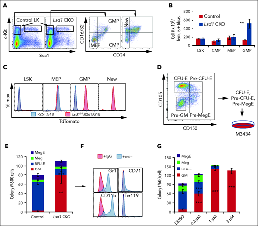 LSD1 LOF shifts erythroid differentiation potential to the GM lineage. Representative flow cytometry plots showing the gating strategies for LSK cells, CMPs, GMPs, and MEPs (A) and their absolute cell numbers (B) in Tx-treated Lsd1 CKO or control mouse BM cells. (C) TdTomato epifluorescence was analyzed in individual cell populations of Tx-treated R26T:G1BCreERT2 control mice (blue graphs) or Lsd1 CKOT mice (red graphs). (D) Erythroid progenitors give rise to GM colonies in LSD1-CKO BM. Sorted CFU-E, pre–CFU-E, and pre-MegE cells from Tx-treated control and Lsd1 CKO mice were pooled for seeding in colony-forming unit assays. (E) Colony types (Meg, mixed MegE, GM, and BFU-E per 600 sorted cells) were quantified. (F) Representative flow cytometry plots of pooled GM colonies picked from Lsd1-CKO mice. The cells were stained with anti-Gr1, anti-CD11b, anti-Ter119, or anti-CD71 antibody. (G) Colony numbers of Megs, MegEs, CFU-GM, and BFU-E (per 600 sorted cells) from control mice treated with DMSO or different concentrations of CCG50 LSD1i. Data are mean ± standard deviation from 3 mice. **P < .01, ***P < .001, unpaired Student t test.