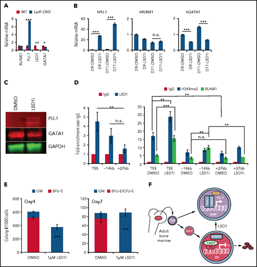 LSD1 directly inhibits myeloid differentiation genes in erythroid cells. (A) Relative mRNA levels of RUNX1, PU.1, LSD1, and GATA1 (normalized to 18s ribosome RNA) in sorted CFU-E cells from Tx-treated control and Lsd1-CKO mouse BM. (B) Relative mRNA levels of PU.1, RUNX1, or GATA1 (normalized to OAZ115) in day-9 (D9) or day-11 (D11) erythroid-differentiated human CD34+ cells assayed by qRT-PCR. Cells were expanded in the presence of DMSO or 370 nM LSD1i. (C) Protein levels of PU.1 or GATA1 in the same cells as in (B) assayed by western blotting. (D) ChIP-qPCR analysis of LSD1, H3K4me2, and RUNX1 binding at sites in the PU.1 locus in day-11 human CD34 erythroid differentiated cells in the presence of DMSO or 370 nM LSD1i. (E) Colony numbers of CFU-GM and erythroid colony per 1000 CD34+ erythroid differentiated cells from day 4 or day 7 treated with DMSO or 370 nM LSD1i. Data are mean ± standard deviation. (F) LSD1 maintains normal erythropoiesis by repressing PU.1 transcription in erythroid progenitors. LSD1 gene deletion or protein inhibition leads to aberrant activation of PU.1, likely through RUNX1, and shifts the differentiation potential from erythroid to myeloid. *P < .05, **P < .01, ***P < .001, unpaired Student t test. h, human; IgG, immunoglobulin G; n.s., not significant; TSS, PU.1 TSS; WT, wild-type; −14kb, PU.1 enhancer; +27 kb, random sequence control.