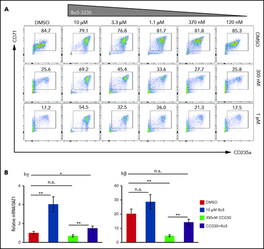 RUNX1i cotreatment partially rescues the erythroid-to-myeloid conversion by LSD1i. (A) CD71/CD235a staining of human CD34+ cells showing erythroid differentiation at day 11, after 4 days of treatment with CCG50 alone (300 nM or 1 μM), RUNX1i Ro5-3335 alone (10 μM-120 nM) or both. (B) mRNA abundance of γ-globin and β-globin at day 11 after inhibitor treatments. γ-Globin transcripts in DMSO were arbitrarily set at 1. Data are mean ± standard deviation. *P < .05, **P < .01, unpaired Student t test. h, human; n.s., not significant.