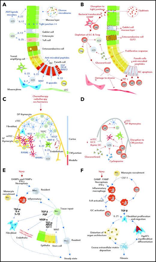 Impact of GVHD on tissue regeneration and repair mechanisms. Tissue responses in steady state and/or the response to acute sterile injury (A, C, E) are compared with those observed during GVHD (B, D, F) for the intestine (A, B), thymus (C, D), and skin/lung (E, F). AhR, aryl hydrocarbon receptor; APC, antigen presenting cell; AREG, amphiregulin; BMP-4, bone morphogenetic protein 4; CM, corticomedullary; cTEC, cortical thymic epithelial cell; DAMP, damage-associated molecular pattern; DC, dendritic cell; DLL4, delta-like ligand 4; DP, double positive; EGF, epidermal growth factor; FcR, Fc receptor; FGF, fibroblast growth factor; GC, germinal center; GLP-2, glucagon-like peptide 2 (note was defined in text); Hsp47, heat shock protein 47; IFN-γ, interferon-γ; IGF-1, insulin-like growth factor 1; ILC, innate lymphoid cell; ISC, intestinal stem cell; KGF, keratinocyte growth factor; LEC, lymphatic endothelial cell; Mac, macrophage; mo, monocyte; mTEC, medullary thymic epithelial cell; PAMP, pathogen-associated molecular pattern; RANKL, receptor activator of NF-κΒ ligand; SP, single positive; Teff, effector T cell; TEPC, thymic epithelial progenitor cell; Tfh, follicular helper T cell; TGF-α/β, transforming growth factor-α/β; Th17, T helper 17 cell; Treg, regulatory T cell; VEGF, vascular endothelial growth factor; WNT, wingless-related integration site.
