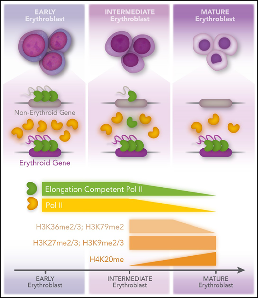 Murphy et al show that differentiation of erythroid maturation is accompanied by decreased histone posttranslational modifications associated with active transcription (H3K36me2/3; H3K79me2) but no change in repressive marks (H3K27me2/3; H3K9me2/3), except for H3K20me, which increases during maturation and is known to be associated with chromatin compaction in erythroid cells. In intermediate erythroblasts, there is an increased Poll II–pausing index at nonerythroid genes. In mature erythroblasts, Pol II levels decline, and recruitment is restricted to erythroid genes. Professional illustration by Patrick Lane, ScEYEnce Studios.