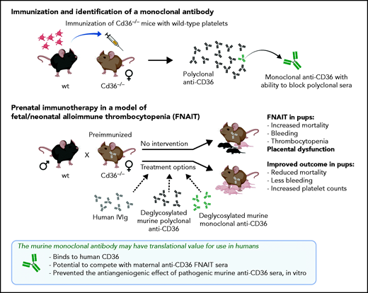Cd36−/− mice generate anti-CD36 antibodies after repeated challenges with wild-type platelets. Breeding the preimmunized females with wild-type males generated placenta dysfunction and a severe FNAIT outcome in the pups. Pooled polyclonal sera and the mAb anti-CD36 identified by hybridoma selection were deglycosylated to remove effector function, to serve as a therapeutic antibody for inhibiting the binding of pathogenic maternal anti-CD36.