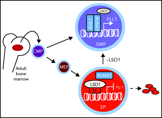 In committed adult EPs, differentiation toward the myeloid lineage is actively repressed by the chromatin-modifying enzyme LSD1. If LSD1 is depleted or inactivated pharmacologically, the cells convert to GMPs characterized by increased expression of the myeloid-specifying gene Pu.1. CMP, common myeloid progenitor; MEP, megakaryocyte-erythroid progenitor. See Figure 5F in the article by Yu et al that begins on page 1691.