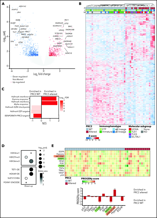 PRC2 loss of function elicits the reactivation of hematopoietic transcription programs. (A) Volcano plot analysis of differentially expressed genes in PRC2-altered (n = 14) vs PRC2 WT T-ALL (n = 33). (B) Heatmap representing the unsupervised hierarchical clustering of 47 T-ALL primary samples based on the expression of 1252 differentially expressed genes in PRC2-altered T-ALL (n = 14) vs WT samples (n = 33). The PRC2 status (P), the immunophenotype (I), and the molecular subgroup (M) of each primary sample is indicated. Dendrograms indicate clusters of patients. (C) Bar graphs of GSEA results representing gene sets enrichments in PRC2 WT or altered T-ALL. (D) Bubble plots depicting enrichment in genes associated with epigenetic marks (top) and transcription regulators (bottom). (E) Heatmap indicative of PROGENy pathway perturbation scores for each sample computed on RNA-seq data. The bottom bar plots indicate the mean score for each pathway and their significative enrichment in PRC2 WT or altered T-ALL.