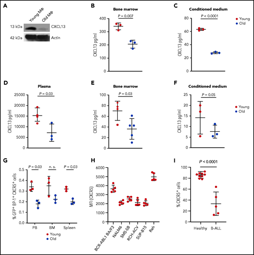 Young BMM macrophages produce higher levels of CXCL13. (A) Western blot of protein lysates of macrophages (MΦ) from young vs old mice stained with an antibody to CXCL13 (13 kDa). The macrophages had been cultured for 3 days. The blot is representative of 3 independent western blots. Concentration of CXCL13 pg/mL in flushed bone (P = .007; Student t test) (B) or CM from macrophages (P < .0001; Student t test) (C) from healthy young (red) vs aged (blue) mice (n = 3). Macrophages had been cultured for 7 days. (D-F) Concentration of CXCL13 pg/mL in the plasma of peripheral blood (P = .03; Student t test, n = 3-4) (D), flushed BM (P = .03; Student t test, n = 4-5) (E), or CM of macrophages (P = .05; Student t test, n = 3) (F) from young (red) vs old (blue) nonirradiated BALB/c recipient mice transplanted with BCR-ABL1–transduced BM on day 18 after transplantation. The macrophages had been cultured for 3 days before the harvest of the CM. The P values are as indicated (Student t test, n = 3). (G) Percentage of GFP+ (BCR-ABL1+) BP-1+ CXCR5+ cells of total leukocytes in the peripheral blood (PB), BM, and spleen of young (red) vs old (blue) mice with fully established B-ALL (day 20 after transplantation) (P = .03 in PB and spleen; Student t test, n = 3). (H) MFI of CXCR5 on BCR-ABL1+ BA/F3 cells and the human B-ALL cell lines NALM6, SMS-SB, Reh, RCH-ACV, and SUP-B15 (n = 5). (I) Percentage of CXCR5+ cells of human CD45+ CD19+ cells from the peripheral blood of healthy individuals vs patients with B-ALL (n = 5-9).