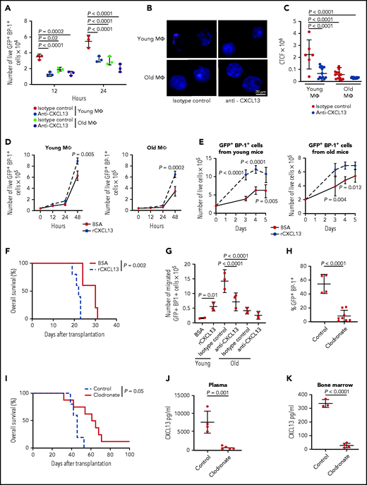 The CXCR5-CXCL13 axis influences the proliferation of B-ALL cells in a young more than in an old BMM. (A) Number of primary GFP+ (BCR-ABL1+) BP-1+ cells plated on 5 × 104 macrophages (MΦ) from young vs old mice in the presence of 2.5 μg of isotype control or anti-CXCL13 antibody; 2 × 104 leukemia cells had been plated and were counted 12 and 24 hours after addition of the antibodies. The P values are as indicated (2-way ANOVA, Tukey test, n = 3). (B) Representative confocal images (scale bar, 20 μm) of BCR-ABL1+ BA/F3 cells plated on macrophages (MΦ) from young or old mice stained with an antibody to pAKT (red) after treatment with 2.5 μg of isotype control or anti-CXCL13 antibody for 5 days (n = 3). Nuclei are stained with DAPI (blue); 3 × 105 BCR-ABL1+ BA/F3 cells had been plated and then cultured for 5 days before staining. (C) Corrected total cell fluorescence (CTCF) × 106 for nuclear pAKT, as in panel B, in BCR-ABL1+ BA/F3 cells plated on macrophages from young or old mice stained with an antibody to pAKT after treatment with 2.5 μg of isotype control or anti-CXCL13 antibody (2-way ANOVA, Tukey test, n = 3). The antibodies had been added at the start of the coculture. (D) Number of primary live GFP+ (BCR-ABL1+) BP-1+ cells cultured in the presence of 1% BSA or 100 ng/mL recombinant CXCL13 on young (left) vs old (right) macrophages (MΦ); 4 × 104 leukemia cells had been plated. Cells were enumerated after exclusion of trypan blue+ dead cells. The P values for the timepoint at 48 hours are as indicated (2-way ANOVA, Tukey test, n = 3). (E) Number of sorted primary GFP+ (BCR-ABL1+) BP-1+ cells from young (left) or old (right) mice with established B-ALL cultured in the presence of 1% BSA or 100 ng/mL recombinant CXCL13; 2 × 105 cells had been plated. The P values are P < .0001 on day 3 and 4, P = .005 on day 5 (left) and P = .004 on day 3 and P = .012 on day 4 (right) (2-way ANOVA, Tukey test) for the indicated timepoints. The data are representative of 3 independent experiments. (F) Kaplan-Meier–style survival curve of nonirradiated BALB/c recipient mice transplanted with 2 × 106 transduced BM cells pretreated with 1% of BSA or 100 ng/mL recombinant CXCL13 for 18 hours before transplantation (P = .002; log-rank test, n = 5). (G) Number of primary GFP+ (BCR-ABL1+) BP-1+ cells that had migrated toward 1% BSA or 100 ng/mL recombinant CXCL13 or young vs old macrophages in the presence of 2.5 μg of isotype control or anti-CXCL13 antibody after 24 hours; 2 × 104 GFP+ (BCR-ABL1+) BP-1+ cells had been plated. The P values are as indicated (one-way ANOVA, Tukey test, n = 3). Percentage of GFP+ (BCR-ABL1+) BP-1+ cells in peripheral blood (P < .0001; Student t test, n = 4-8) (day 21 after transplantation) (H) and Kaplan-Meier–style survival curve (P = .05; log-rank test, n = 5-8) (I) of young, nonirradiated C57BL/6J recipient mice, treated with control (blue) or clodronate (red) liposomes, after transplantation of 2 × 106 BCR-ABL1–transduced BM in the B-ALL model. Control liposomes or clodronate liposomes were administered weekly at 5 mg/10 g of animal weight starting from day 12 after transplantation. Concentration of CXCL13 in pg/mL in the plasma on day 21 after transplantation (J) and flushed bone at the time of death (K) of young C57BL/6J recipient mice transplanted with BCR-ABL1–transduced BM and treated with control liposomes or clodronate liposomes as in panel I. The P values are as indicated (Student t test, n = 3-4).