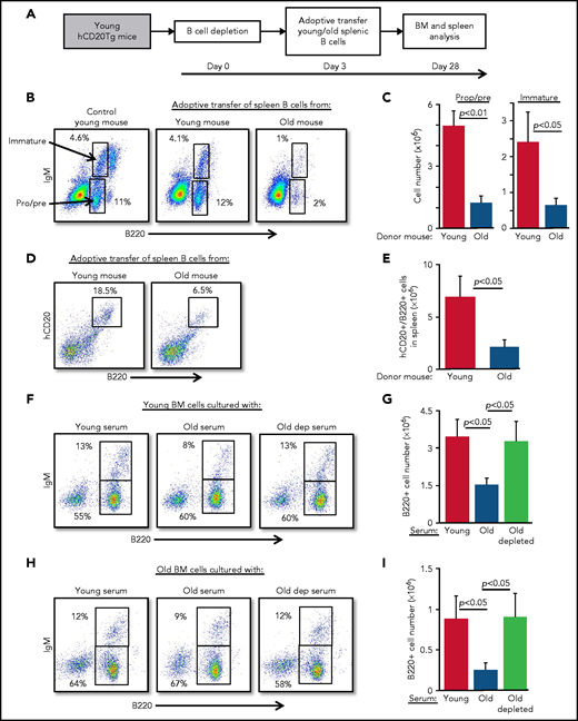 Peripheral B cells from old mice suppress B-cell lymphopoiesis. Splenic B cells from young and old mice were adoptively transferred to young hCD20Tg mice that were treated (and confirmed by blood stain) for B-cell depletion. Bone marrow and spleen from recipient mice were quantified for B-cell lymphopoiesis 28 days after depletion. (A) Schematic diagram showing details of the kinetics of the experiment. (B-C) Analysis of BM cells for the indicated mice. For analysis, viable lymphocytes were defined by forward scatter and light side scatter, and gates were set to analyze pro-B (pro) and pre-B (pre) cells (B220+CD93+IgM–) and immature B cells (B220+CD93+IgM+). Shown are representative plots for a single mouse from each group; arrows indicate populations (B). Absolute cell numbers (C). Graph depicts mean from 4 mice in each group ± SE. (D-E) Analysis of spleen cells for the indicated mice. Gates were set to quantify newly generated host B cells as B220+hCD20+. Shown are representative plots for individual mice from each group (D) and absolute cell numbers (E). Graph depicts means from 4 mice in each group ± SE. (F-I) IL-7–driven BM cultures to grow B cells in vitro were prepared from young (F-G) or old (H-I) mice. In these experiments, the fetal calf serum (FCS) in culture media was replaced with 1% fresh mouse serum from the indicated mice. After 5 days, cells were harvested, counted, and stained for surface markers and analyzed for pro-B and pre-B (B220+/IgM–) and immature (B220+/IgM+) B cells. Shown are representative results from a single experiment (F,H) and absolute B-cell counts (G,I) in the cultures. Graphs depict means from 5 experiments ± SE. dep, depleted.