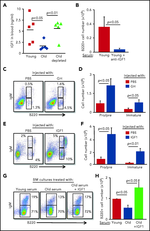 B-cell lymphopoiesis in aging is regulated by IGF-1. (A) Sera collected from the indicated mice were analyzed for IGF-1 by enzyme-linked immunosorbent assay (ELISA). Shown are results for individual mice and group means (n = 5 for each group). (B) IL-7–driven BM cultures were prepared, replacing the FCS in media with 1% serum from young mice in the presence or absence of goat–anti-mouse IGF-1 (50 ng/mL). After 5 days, cells were harvested, counted, and stained to quantify B-cell numbers. Graph depicts mean from 4 experiments ± SE. (C-F) Old mice were subcutaneously injected with human GH (hGH) (C-D) or with human IGF-1 (hIGF-1) (E-F) for 10 days. Control mice were injected with phosphate-buffered saline (PBS). One day after the last injection, we analyzed the BM of the mice for B-cell lymphopoiesis (described in the Figure 2 legend) with gates marked for pro-B , pre-B, and immature B cells. Shown are representative plots for a single mouse from each group (C,E) and absolute cell numbers (D,F) for pro-B , pre-B, and immature B-cell populations. Graphs depict means from 5 mice in each group ± SE (in 2 different experiments). Reference values for pro-B , pre-B, and immature B cell numbers in young mice are shown in Figure 2. (G-H) IL-7–driven BM cultures containing 1% fresh serum from young or old mice in the absence or presence of hIGF-1 were prepared. After 5 days, cells were harvested, counted, and stained to quantify B-cell numbers. Shown are representative results from a single experiment (G) and absolute B-cell counts (H) in the cultures. Graph depicts mean from 4 experiments ± SE.