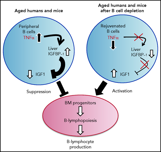 A proposed model for the function of the TNF-α/IGFBP-1/IGF-1 axis in regulating B-cell lymphopoiesis in aging. B-cell lymphocyte production in the BM is regulated in aging by the level of IGF-1 in the circulation. The long-lived B cells, which accumulate in the periphery with aging, produce large amounts of the pro-inflammatory cytokine TNF-α, which stimulates the liver to increase production of IGFBP-1. The increased IGFBP-1 binds IGF-1 and sequesters its activity in the BM, resulting in a suppressed B-cell lymphopoiesis. Upon B-cell depletion, the peripheral compartment is replenished with newly generated naïve B cells that secrete small amounts of TNF-α, resulting in a decline in the plasma level of TNF-α. The reduced TNF-α is followed by a decrease in IGFBP-1 and a consequential increase in IGF-1 and reactivation of B-cell lymphopoiesis in the BM.
