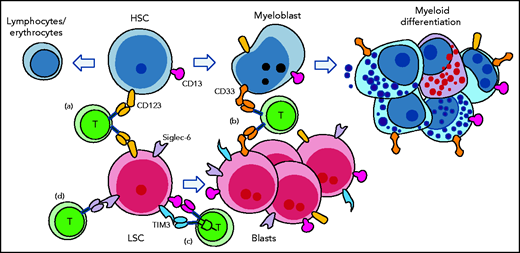 CAR T-cell therapy for AML ideally targets LSCs and AML blasts, but spares HSCs and myelopoiesis. Early approaches such as targeting of CD123 (a) and CD33 (b) did not spare HSCs or myelopoiesis, resulting in aplasia. (c) More complex targeting approaches where CAR T activation is triggered only by the presence of 2 antigens can allow increased specificity. In this example, CD13 is expressed by LSC and blasts, but it is also expressed by HSCs and myeloid cells. Although TIM3 is expressed outside the hematopoietic system, it is expressed on AML cells but not on normal HSCs. (d) Finally, some antigens such as Siglec-6, which are expressed on AML cells but not on normal hematopoietic cells may allow simple and selective targeting of AML.