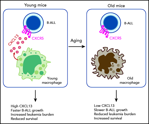 B-ALL primarily affects pediatric patients. Zanetti et al demonstrate that CXCL13 produced by bone marrow macrophages in young mice activates CXCR5 in B-ALL cells, leading to fast leukemia growth and poor survival. Physiological aging results in the loss of the CXCL13-CXCR5 axis, leading to slower leukemia growth and improved survival. Their study demonstrates that the age of the microenvironment controls leukemia outcomes.