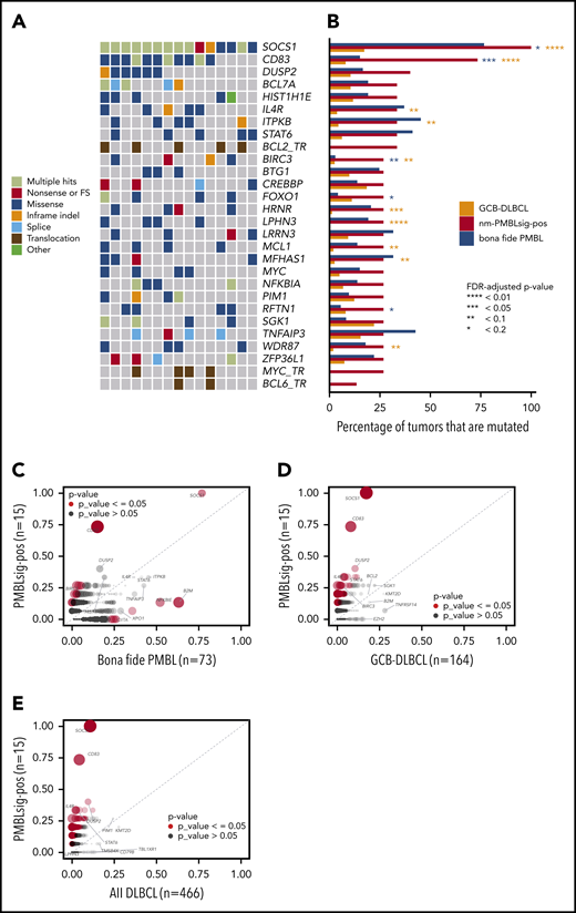 Mutational landscape of nm-PMBLsig+ tumors. (A) Oncoplot showing the somatic mutational landscape of nm-PMBLsig+ tumors. Genes mutated in at least 4 nm-PMBLsig+ tumors (≥27%) and translocations affecting MYC, BCL2, and BCL6 are shown. Colors represent various mutation types, as indicated. (B) Mutational frequency of selected genes in nm-PMBLsig+ tumors, GCB DLBCL, and bf-PMBL. Mutational frequencies of genes depicted in panel A are shown for nm-PMBLsig+ tumors (BCC DLBCL cohort), GCB DLBCL (Schmitz/Staudt cohort), and bf-PMBL (BCC PMBL cohort). Purple and orange asterisks represent significance of enrichment of mutations in nm-PMBLsig+ tumors vs bf-PMBL and nm-PMBLsig+ tumors vs GCB DLBCL, respectively (Fisher’s exact test). MYC, BCL2, and BCL6 translocation status was not assessed or has not been reported for the bf-PMBL and DLBCL samples from the Schmitz cohort. (C-E) Mutational enrichment plots showing mutational frequencies per gene in nm-PMBLsig+ tumors vs bf-PMBL (C), nm-PMBLsig+ tumors vs GCB DLBCL (D), and nm-PMBLsig+ vs all DLBCLs (E). Size and opacity of the data points are proportional to the significance of enrichment or depletion of the number of mutations affecting a given gene in nm-PMBLsig+ samples compared with bf-PMBL (C), GCB DLBCL (D), or all DLBCL (E) (Fisher’s exact test). FDR, false discovery rate; FS, frameshift.