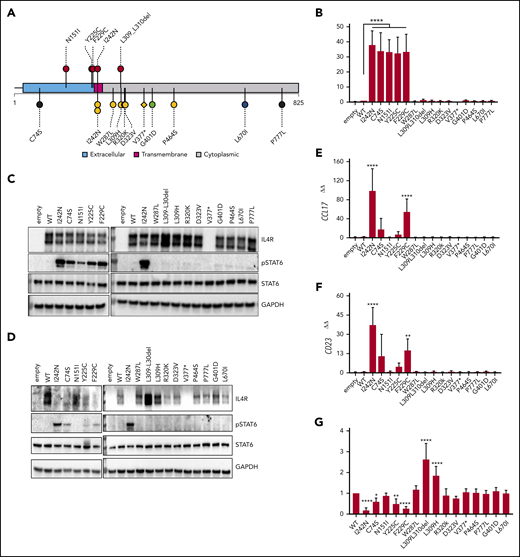 IL4R mutations in nm-PMBLsig+ tumors induce JAK-STAT activation. (A) Mutational pattern of IL4R (UniProtKB-P24394) in nm-PMBLsig+ tumors (top) and other DLBCL tumors (bottom) from the BCC cohort specified according to receptor domains (extracellular, transmembrane, or cytoplasmic). Colors and shapes of lollipops represent the DLBCL90 NanoString assay tiered classification of samples (see Figure 1) and type of mutation (circle, missense or in-frame indel; diamond, truncating), respectively. The plot was created using R package TrackViewer (version 1.24.0). (B-G) Ectopic expression of WT IL4R and mutants in HEK Blue IL-4/IL-13 (Invivogen) (B-C) and DEV cells (D-G). (B) Quantification of pSTAT6-dependent expression of secreted embryonic alkaline phosphatase (SEAP) in supernatant. (C-D) Immunoblot for pSTAT6, STAT6, IL4R, and glyceraldehyde-3-phosphate dehydrogenase (GAPDH). (E-F) CCL17 and CD23 messenger RNA expression measured by quantitative polymerase chain reaction. (G) IL4R surface expression measured by flow cytometry. Data are means ± standard deviation of 5, 4, 7, and 7 experiments in panels A, E, F, and G, respectively; significance was evaluated using a 1-sample Student t test. *P < .05, **P < .01, ****P < .0001.