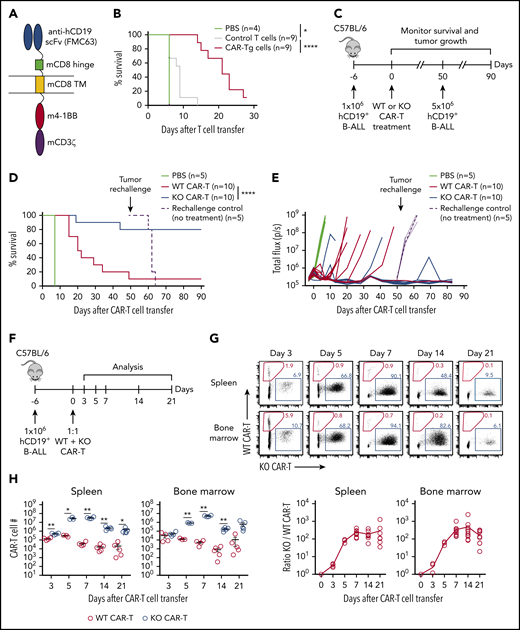 Targeting Regnase-1 leads to durable CAR–T cell-mediated protection in an immunocompetent leukemia model. (A) Schematic of hCD19 CAR-Tg construct. (B) Kaplan-Meier survival analysis of C57BL/6 mice bearing hCD19+ B-ALL tumors treated with phosphate-buffered saline (PBS), or with activated control or CAR-Tg cells (5 × 106 CD4+ and 5 × 106 CD8+). (C-E) Naive MACS-purified CD8+Cas9+ hCD19 CAR-Tg cells were activated and transduced with nontargeting (WT CAR-T) or Regnase-1–targeting (KO CAR-T) sgRNA. Mice bearing hCD19+ B-ALL tumors were treated with PBS or with WT or KO CAR-T cells. Surviving mice and control naive mice were rechallenged with hCD19+ B-ALL cells 50 days later. (C) Rechallenge experimental design. (D) Kaplan-Meier survival analysis. (E) Tumor growth monitored by bioluminescence imaging. (F-H) CD8+ WT and KO CAR-T cells were cotransferred 1:1 into tumor-bearing mice. Organs were harvested at the indicated time points for analysis. (F) Cotransfer experimental design. (G) Frequency and ratio of KO/WT CAR-T cells. (H) Absolute number of WT and KO CAR-T cells shown as mean plus or minus standard error of the mean (SEM) (n = 3-5 mice per group). Significance was determined by log-rank (Mantel-Cox) test (B,D) or paired Student t test (H). Data are representative of (D-E) or pooled from (B,G-H) 2 independent experiments. *P < .05; **P < .01; ***P < .001; ****P < .0001.