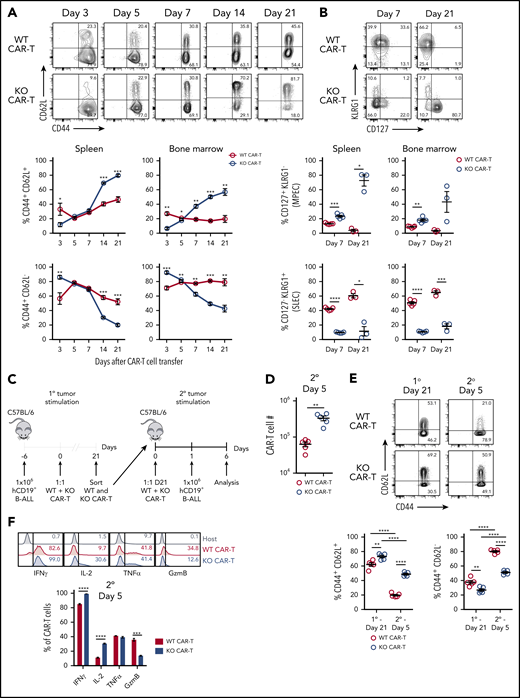 Regnase-1 deletion promotes formation of memory-like CAR-T cells with recall capacity. (A-B) CD8+ WT and KO CAR-T cells were cotransferred 1:1 into tumor-bearing mice. Organs were harvested at indicated time points. Representative plots are shown for spleen. (A) Frequencies of CD44+CD62L− and CD44+CD62L+ WT and KO CAR-T cells. (B) Frequencies of CD127+KLRG1− and CD127−KLRG1+ WT and KO CAR-T cells. (C-F) CD8+ WT and KO CAR-T cells were cotransferred 1:1 into tumor-bearing mice, sorted from spleens 21 days later, and cotransferred 1:1 again into naive recipients that received hCD19+ B-ALL cells the following day. Spleens were harvested 5 days later. (C) Experimental design schematic. (D) Absolute number of WT and KO CAR-T cells 5 days after secondary tumor stimulation. (E) Frequencies of CD44+CD62L− and CD44+CD62L+ WT and KO CAR-T cells 21 days after primary tumor stimulation (left) and 5 days after cotransfer and secondary tumor stimulation (right). (F) Frequencies of IFNγ+, IL-2+, TNFα+, and granzyme B+ (GzmB) WT and KO CAR-T cells from spleens 5 days after cotransfer and secondary tumor stimulation. Endogenous host CD8+ T cells are included as a gating control. Significance was determined by paired Student t test (A-B,D,F) or 2-way analysis of variance (ANOVA) with the Tukey posttest for multiple comparisons (E). Data are shown as mean plus or minus SEM and represent 2 independent experiments with 3 to 5 mice per group (A-B,D-F). *P < .05; **P < .01; ***P < .001; ****P < .0001.