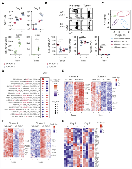 Regnase-1 KO CAR-T cells undergo tumor-dependent reprogramming from effector- to memory-like cells. CD8+ WT and KO CAR-T cells were cotransferred 1:1 into tumor-bearing or tumor-free mice. Spleens were harvested at the indicated time points. (A) Absolute number (top) and ratio of KO/WT CAR-T cells (bottom) 7 and 21 days after cotransfer. (B) Frequencies of CD44+CD62L−, CD44+CD62L+, and CD44+CD62L− WT and KO CAR-T cells 7 days after cotransfer. Data are shown as mean plus or minus SEM and represent 3 independent experiments with 5 mice per group. Significance was determined by the paired Student t test (A, top), unpaired Student t test (A, bottom), or 2-way ANOVA with the Tukey posttest for multiple comparison (B). (C-F) Microarray analysis of transcripts in CD8+ WT and KO CAR-T cells sorted 7 days after cotransfer from spleens of mice with or without tumors. (C) Principal component analysis (PCA) of all samples. (D) Gene-set enrichment analysis (GSEA) comparing differential gene expression between KO and WT CAR (KO/WT) with and without tumor to the C7 immunologic signatures gene-set collection.54 Red circles represent enrichment in KO CAR. Blue circles represent enrichment in WT CAR. The enriched subset in each gene set is highlighted in red. (E-F) WGCNA was performed on the top third of variable genes across 4 pairwise comparisons: KO vs WT without tumor, KO vs WT with tumor, KO with vs without tumor, and WT with vs without tumor; followed by filtering for differentially expressed (DE) genes at false discovery rate (FDR) < 0.05 and log2 fold change (FC) > 0.5 in at least 1 comparison. (E) Heatmaps of genes in clusters 3 and 8, and (F) clusters 5 and 9. (G) Expression of select genes in WT and KO CAR-T cells from tumor-bearing mice 7 and 21 days after cotransfer. Data represent biological replicates of 3 to 5 mice per group (C-G). *P < .05; **P < .01; ***P < .001; ****P < .0001. DN, downregulated gene set; UP, upregulated gene set.