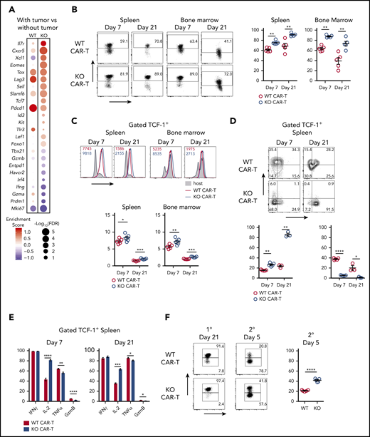 Regnase-1 limits formation of TPEXCAR-T cells and reduces their memory phenotype. (A) Comparison of TPEX-related gene expression in the presence vs absence of tumor in either WT (left) or KO (right) CAR-T cells. Cutoff FDR < 0.05 or log2FC > 0.5. Data represent biological replicates of 4 to 5 mice per group. (B-E) CD8+ WT and KO CAR-T cells were cotransferred 1:1 into tumor-bearing mice. Organs were harvested 7 and 21 days later. (B) Frequencies of TCF-1+ WT and KO CAR-T cells. (C) Mean fluorescence intensity (MFI) of TOX in TCF-1+ WT and KO CAR-T cells. (D) Frequencies of TCF-1+CD127+KLRG1− and TCF-1+CD127−KLRG1+ WT and KO CAR-T cells. (E) Frequencies of TCF-1+IFNγ+, TCF-1+IL-2+, TCF-1+TNFα+, or TCF-1+granzyme B+ WT and KO CAR-T cells. (F) CD8+ WT and KO CAR-T cells were cotransferred 1:1 into tumor-bearing mice and sorted from spleens 21 days later. Sorted cells (>90% TCF-1+) were cotransferred 1:1 into naive recipients that received hCD19+ B-ALL cells the following day. Spleens were harvested 5 days later. Frequencies of TCF-1+ WT and KO CAR-T cells 21 days after primary tumor stimulation (left) and 5 days after secondary cotransfer and tumor stimulation (right). Data are shown as mean plus or minus SEM and represent 2 independent experiments (B-F; n = 3-5 mice per group). Significance was determined by the paired Student t test (B-F). *P < .05; **P < .01; ***P < .001; ****P < .0001.