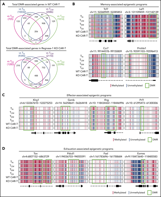 Regnase-1 KO CAR-T cells acquire memory-, effector-, and exhaustion-associated epigenetic programs. CD8+ WT and KO CAR-T cells were cotransferred 1:1 into tumor-bearing mice. CD8+Ly108+ cells were sorted from spleens 21 days later for whole-genome DNA methylation profiling. (A) Number of DMRs in Ly108+ WT and KO CAR–T-cell genomes relative to TN, TCM, effector memory T cell (TEM), and TEX genomes. The number of demethylated and methylated regions were calculated based on ≥30% and ≤30% methylation difference between the 2 populations, respectively. (B) Normalized CpG methylation plots at sites surrounding and within DMRs of memory-associated genes, (C) effector-associated genes, and (D) exhaustion-associated genes obtained by whole genome bisulfite sequencing (WGBS) analysis. Red and blue lines depict methylated and unmethylated CpG sites, respectively. DMRs are indicated by green boxes. Data represent 10 biological replicates pooled for triplicate analysis.