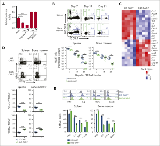 Improved persistence and expanded TPEX formation in Regnase-1 KO CAR-T cells is TCF-1 dependent. (A) Luciferase activity of HEK293T cells after transfection with Tcf7 mRNA 3′ UTR reporter, together with control (mock), Regnase-1 wild-type, or Regnase-1 D141N-expressing plasmid. (B-E) Naive MACS-purified CD8+Cas9+ hCD19 CAR-Tg cells were activated and transduced with sgRNA targeting Regnase-1 (KO CAR) or Regnase-1 and TCF-1 (DKO CAR). Cells were sorted based on fluorescent reporter expression and cotransferred 5:1 (KO:DKO) into tumor-bearing mice. Organs were harvested at the indicated time points. (B) Frequency and numbers of KO and DKO CAR-T cells (normalized to input ratio). (C) Relative expression of select genes from microarray analysis of KO and DKO CAR-T cells harvested from spleens of tumor-bearing mice 7 days after cotransfer (n = 5 mice per group). (D) Frequencies of CD127+KLRG1− and CD127−KLRG1+ KO and DKO CAR-T cells 7 days after cotransfer. (E) Representative histograms (spleen only) and frequencies of IFNγ+, IL-2+, TNFα+, and granzyme B+ KO and DKO CAR-T cells from the spleens and bone marrow of tumor-bearing mice 7 days after cotransfer. Endogenous host CD8+ T cells are shown as a gating control. Significance was determined by 1-way ANOVA with Tukey posttest for multiple comparisons (A) or paired Student t test (B,D-E). Data are shown as mean plus or minus SEM (A-B,D-E) and represent 3 (A) or 2 independent experiments with 5 mice per group (B,D-E). *P < .05; **P < .01; ***P < .001; ****P < .0001.