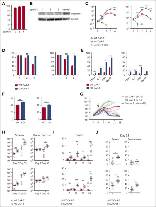 Regnase-1 deletion improves human CAR-T-cell expansion and function. (A) Editing efficacy of candidate Regnase-1 targeting sgRNAs in human CD19 CAR-T cells as determined by targeted deep sequencing. (B) Western blot analysis of Regnase-1 in hCD19 CAR-T cells 24 hours after ribonucleoprotein (RNP) transfection. (C-F) Human WT and Regnase-1 KO CAR-T cells were cocultured with irradiated Raji cells at a 1:2 E:T ratio. CAR-T cells were harvested and counted 7 days later, followed by restimulation with irradiated Raji cells. Phenotypic analysis was performed 24 hours after stimulation. Data are shown as mean plus or minus SEM and represent 3 independent experiments with CAR-T cells from 3 donors targeted with sgRNA-1. Similar results were obtained with sgRNA-3. (C) Number of CD8+ and CD4+ WT and Regnase-1 KO CAR-T cells or untransduced donor T cells after each round of stimulation. (D) Proportion of CD25+CD8+ and CD4+ CAR-T cells after each stimulation. (E) Proportion of TNFα+, IL-2+, IFNγ+, and granzyme B+CD8+ and CD4+ CAR-T cells after 3 rounds of stimulation. (F) Proportion of CCR7+CD8+ and CD4+ CAR-T cells after 3 rounds of stimulation. (G-J) NSG mice bearing Raji tumors were treated with untransduced human T cells, or with activated CD8+ and CD4+ (1:1) Regnase-1 KO or WT CAR-T cells. (G) Tumor growth monitored by bioluminescence imaging. Solid lines represent means and dotted lines represent individual mice. Data were pooled from 2 independent experiments. (H) CD8+ and CD4+ CAR-T-cell number in spleen and bone marrow 7 and 35 days after transfer. (I) Percentage of CD8+ and CD4+ CAR-T cells in blood at indicated time points. (J) Percentage of TCF-1+ CD8+ and CD4+ CAR-T cells in spleen and bone marrow 35 days after transfer. Significance was determined by multiple Student t test with Holm-Sidak correction for multiple comparisons (C-E), unpaired Student t test (F), or Mann-Whitney test (H-J). Data are shown as mean plus or minus SEM and represent 2 independent experiments with 4 to 5 mice per group (H-J). *P < .05; **P < .01; ***P < .001; ****P < .0001.