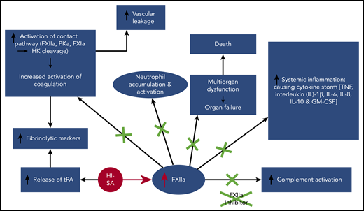 Activation of FXII by heat-inactivated Staphylococcus aureus (HI-SA) results in activation of the contact pathway of coagulation leading to kallikrein-triggered generation of bradykinin (resulting in vascular leakage) and downstream activation of coagulation resulting in enhanced fibrinolysis accompanied by the direct release of tPA induced by HI-SA. Elevated FXIIa also results in neutrophil accumulation in the lung and neutrophil activation, alongside multiorgan dysfunction leading to organ failure and mortality. Furthermore, elevated FXIIa directly activates the complement pathway of inflammation and results in a cytokine storm of elevated systemic markers of inflammation. Inhibition of all these activities of FXIIa using 5C12 attenuates all these pathways resulting in improved outcomes in this model of HI-SA–induced sepsis. GM-CSF, granulocytemacrophage colony stimulating factor.