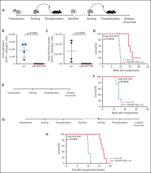 miR-497/195 overexpression impairs leukemia engraftment. (A) Experimental layout of in vivo experiment with transduced BCP-ALL cells from the PDX-S2 sample. (B-C) Leukemia loads of human CD19 (huCD19) and mOrange2-positive cells isolated in spleen and bone marrow of euthanized mice 10 weeks after transplantation of 105 cells per recipient. Results are pooled from 2 independent experiments. Comparison of empty vector (ev) control and miR-497/195 overexpression (Mann-Whitney U test, horizontal lines). (D) Kaplan-Meier curve for mice transplanted with 2 × 104 mOrange2-positive cells isolated from mice in panel B (log-rank test). (E-F) Experimental layout and Kaplan-Meier curve for mice transplanted with 1.8 × 105 transduced cells of PDX-S7 (log-rank test). (G-H) Experimental layout and Kaplan-Meier curve for mice transplanted with 5 × 105 transduced cells of PDX-L8 (log-rank test). In all experiments the same cell number was transplanted in empty vector (ev) control and miR-497/195 groups. Data are presented as mean ± SD.