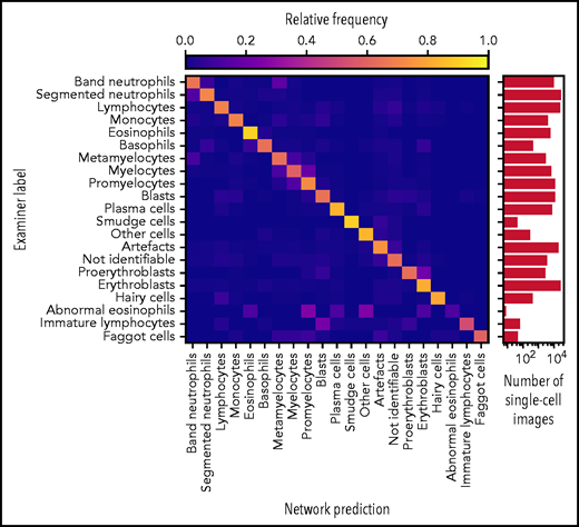 Accurate ResNeXt prediction for most morphological classes. Confusion matrix of the predictions obtained by the ResNeXt classifier on the test database annotated by gold standard labels provided by human experts. Plotted values were obtained by fivefold crossvalidation and are normalized row-wise to account for class imbalance. The number of single-cell images included in each category is indicated in the logarithmic plot on the right. Note the enhanced confusion probability between consecutive steps of granulopoiesis and erythropoiesis, as might be expected because of the unsharp delineations between individual morphological classes. Separate confusion maps of individual folds are shown in supplemental Figure 2.